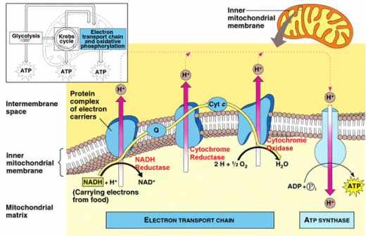 oxidative phosphorylation diagram mastering biology